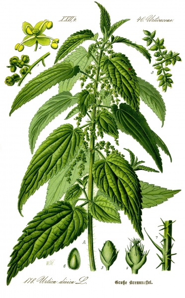 Bestand:Grote brandnetel.jpg
