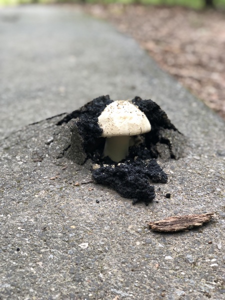 Bestand:Staatchampignon.jpg