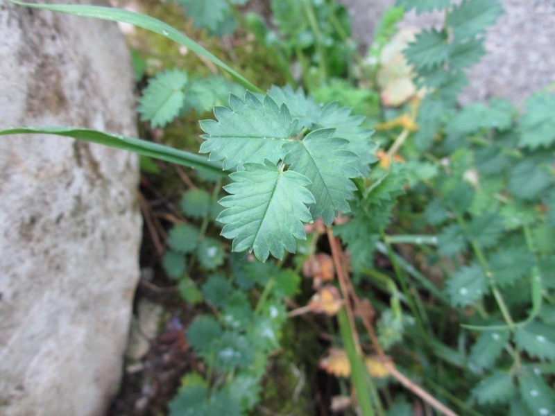 Bestand:Kleine pimpernel blad.jpg