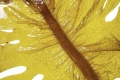 Miniatuurafbeelding voor de versie van 27 mei 2012 12:21