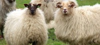 De schapen van het landgoed